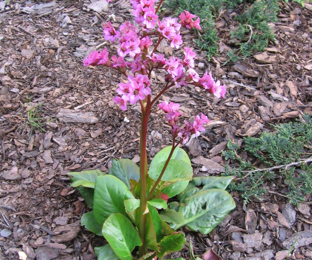 Bergenia sercowata