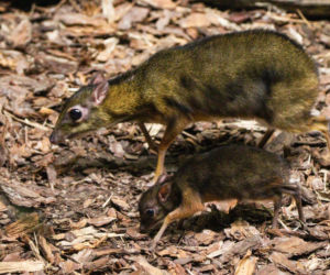 Cud narodzin w ZOO. Na świat przyszedł maleńki myszojeleń