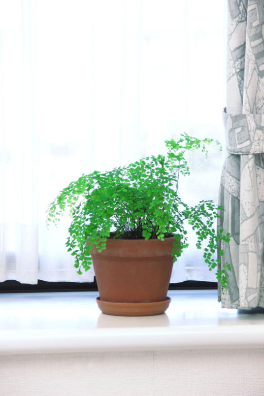 Adiantum