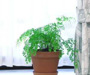 Adiantum