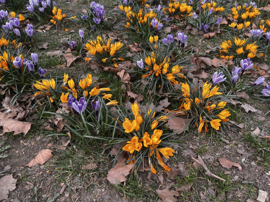 Krokusy w Szczecinie 