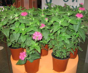 Pysznogłówka dwoista 'Pink Lace'