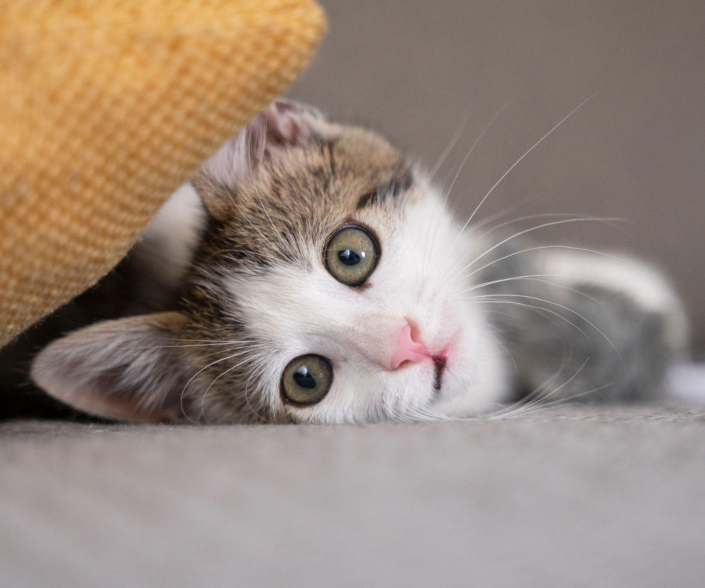 Kiedy jest Dzień Kota 2026? Sprawdź datę i historię święta