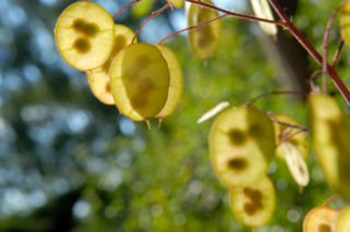 Miesiącznica roczna = Miesięcznica roczna = Srebrniki Judasza - Lunaria annua
