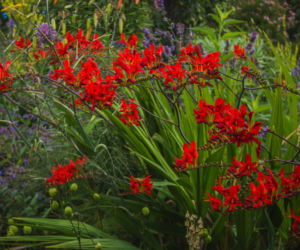 Krokosmia 'Emberglow'