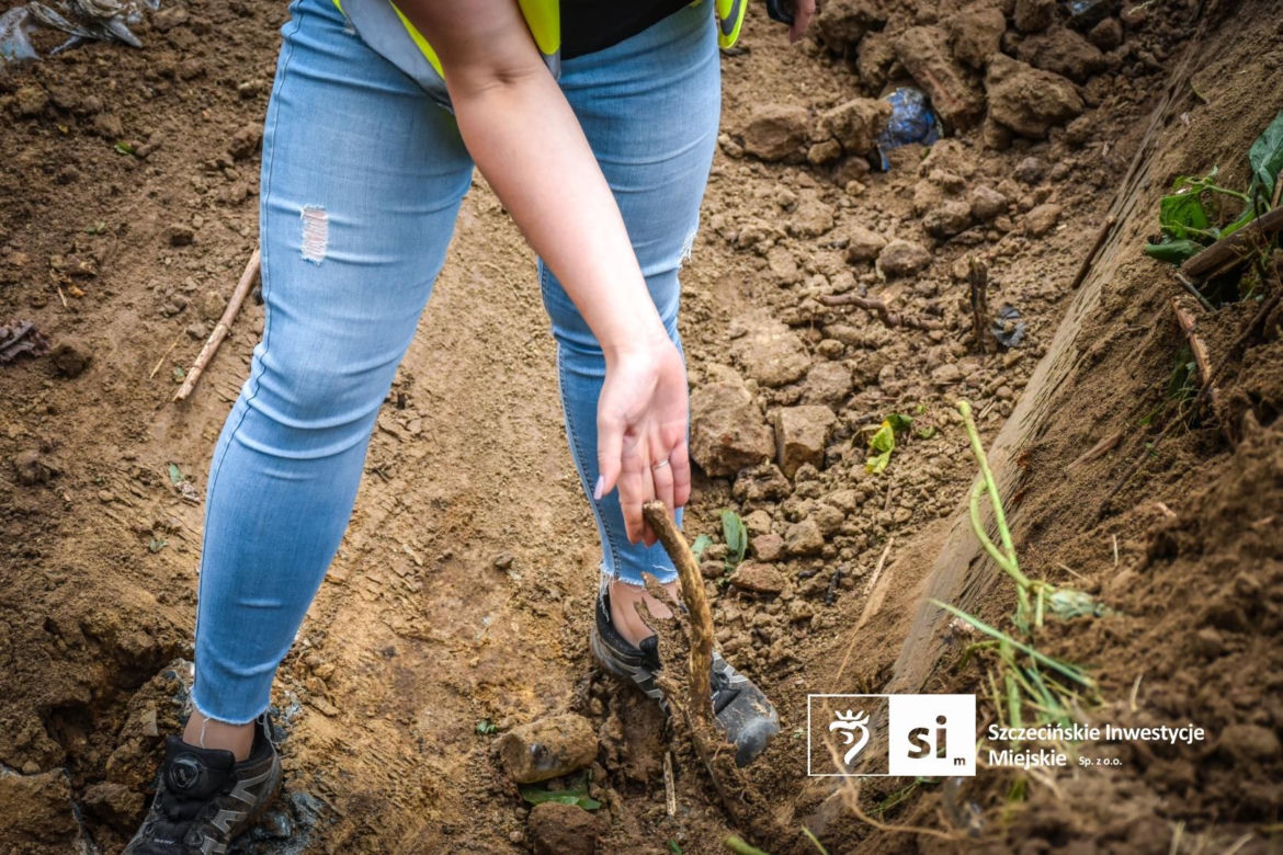 Walka z rdestowcem na budowie Trasy Północnej