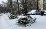 Choinka po świętach nie musi trafić na śmietnik. Lublin daje drzewkom drugie życie
