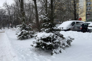 Choinka po świętach nie musi trafić na śmietnik. Lublin daje drzewkom drugie życie