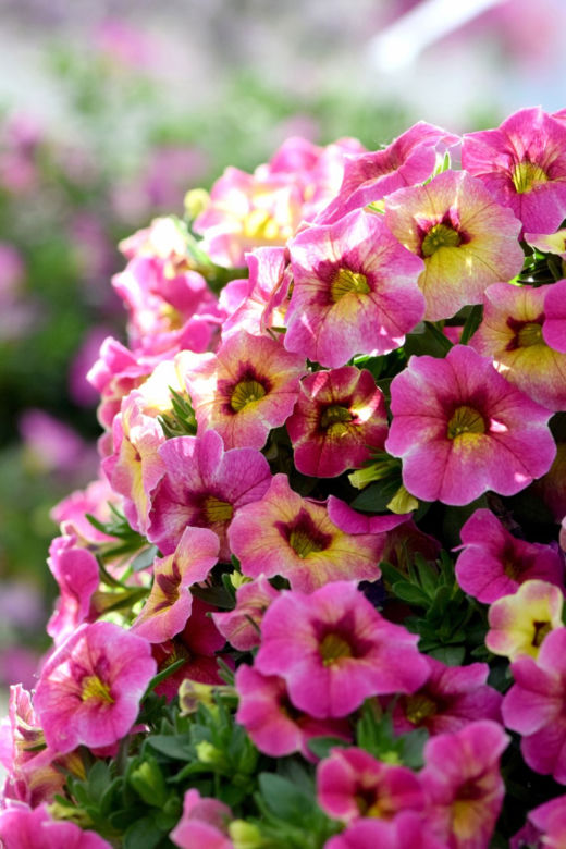 Calibrachoa Chameleon Lemon Berry