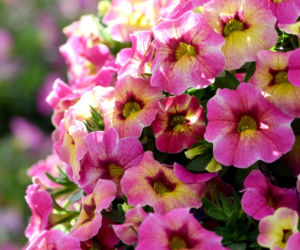 Calibrachoa Chameleon Lemon Berry