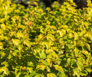 Pęcherznica kalinolistna