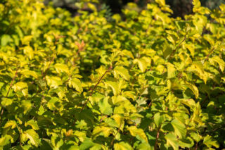 Liście pęcherznicy usychają - co robić? [Porada eksperta]