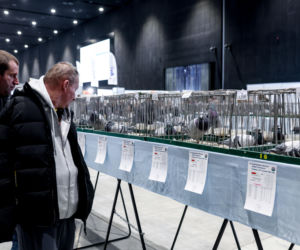 Katowice stolicą gołębiarstwa. Za nami 17. edycja EXPOGołębie. To największa tego typu impreza w Europie