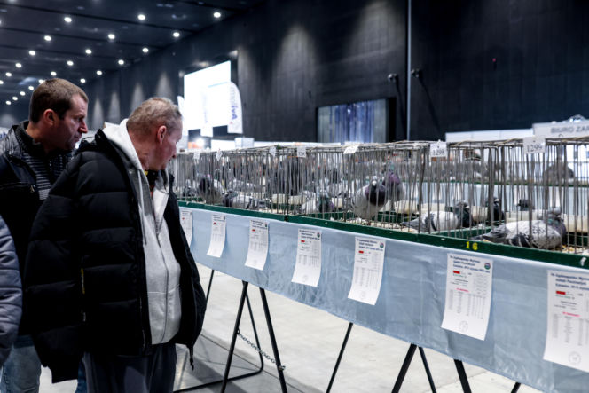 Katowice stolicą gołębiarstwa. Za nami 17. edycja EXPOGołębie. To największa tego typu impreza w Europie