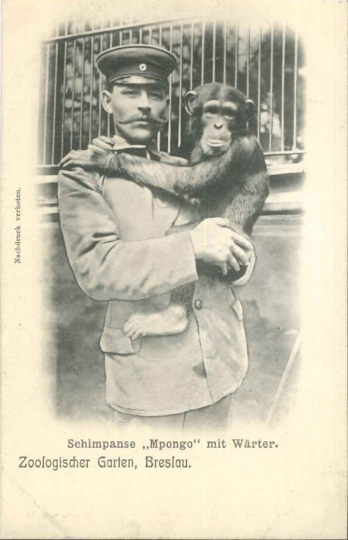 Niezwykłe pocztówki z wrocławskiego zoo. Pamiętają czasy Breslau! [ZDJĘCIA] 
