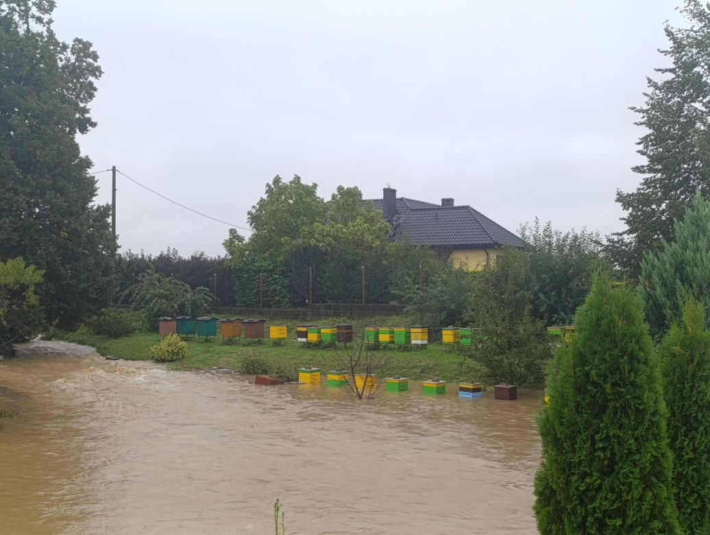 Zagrożenie powodziowe. Głuchołazy. Woda przelała się przez wały. Zalewa miasto