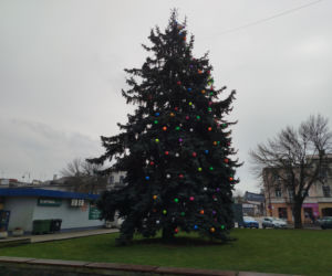 Choinka miejska Siedlce