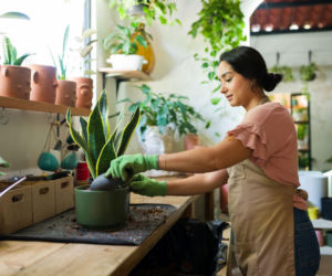 Przesadzanie sansewierii