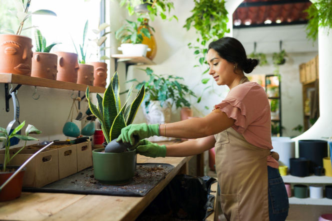 Przesadzanie sansewierii