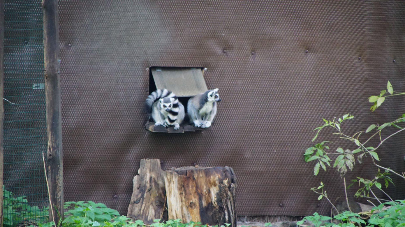 ZOO Wrocław ze specjalną ofertą. Dodatkowy dzień zwiedzania za darmo 