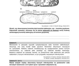 Matura 2021: Biologia. Arkusze CKE z biologii znajdziesz tutaj [Matura 12.05.2021]