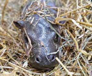 Wyjątkowe narodziny w gdańskim zoo! Na świat przyszła mała hipopotamka karłowata