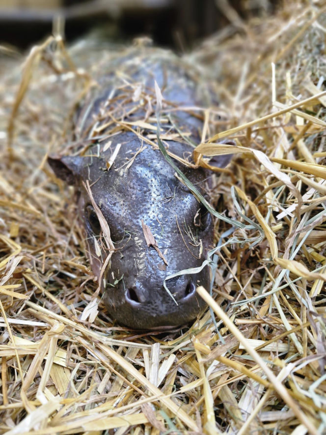 Wyjątkowe narodziny w gdańskim zoo! Na świat przyszła mała hipopotamka karłowata