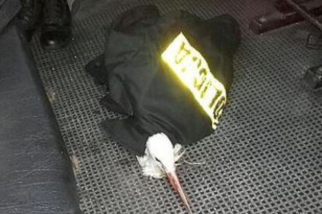 bocian uratowany przez policję