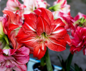 Co zrobić, aby hippeastrum zakwitło ponownie?