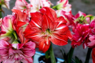 Jak sprawić, by hippeastrum pięknie zakwitło ponownie? Sprawdzony sposób dla domowych ogrodników