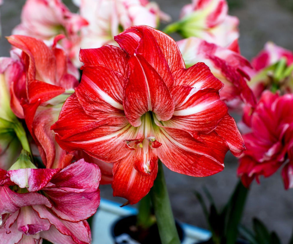 Co zrobić, aby hippeastrum zakwitło ponownie?