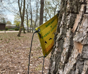 Rozbiórka Parku Linowego Tarzan w Parku Tysiąclecia w Lesznie