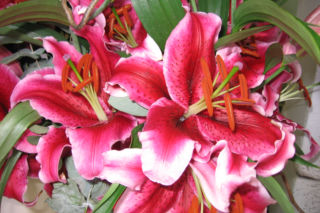 Lilia 'Corvara' - Lilium  'Corvara'