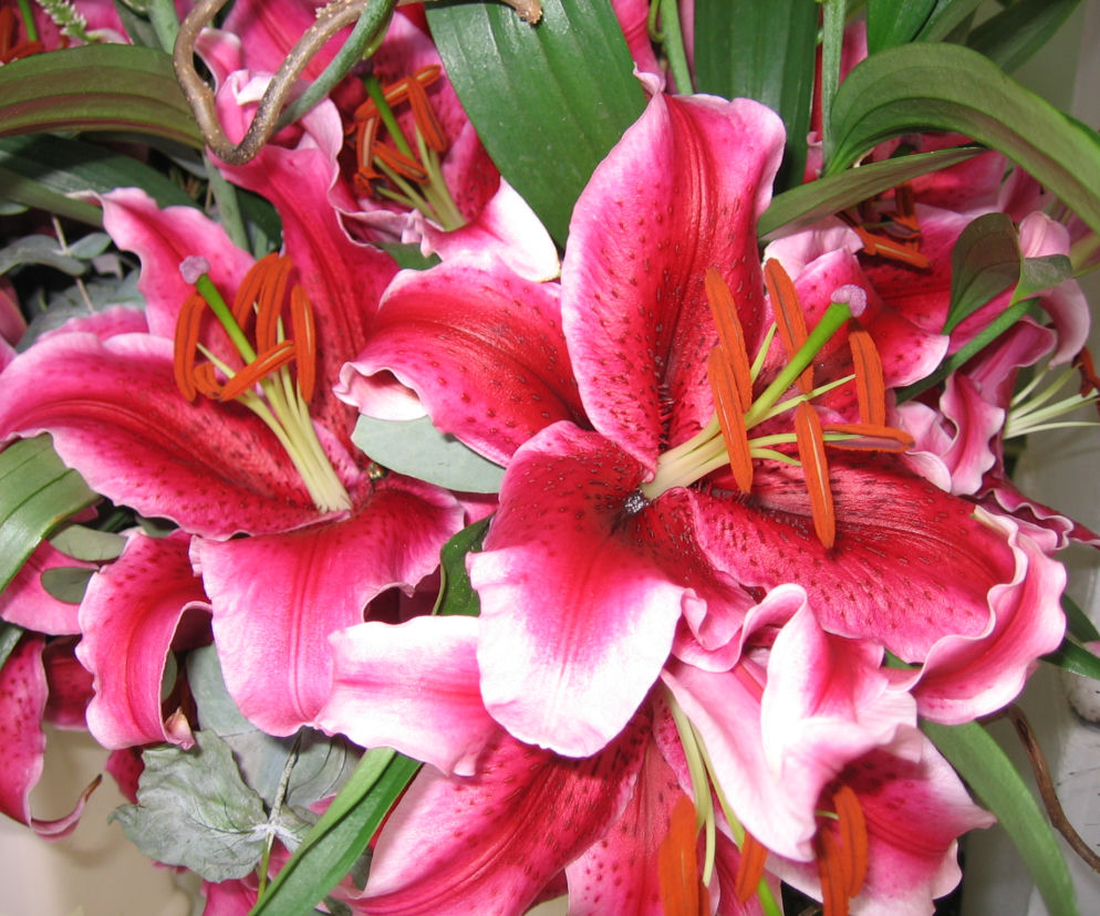 Lilia 'Corvara'