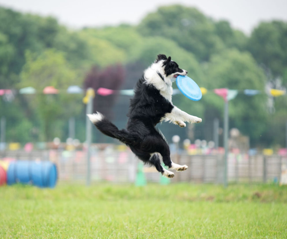 Border collie: absorbujący przyjaciel