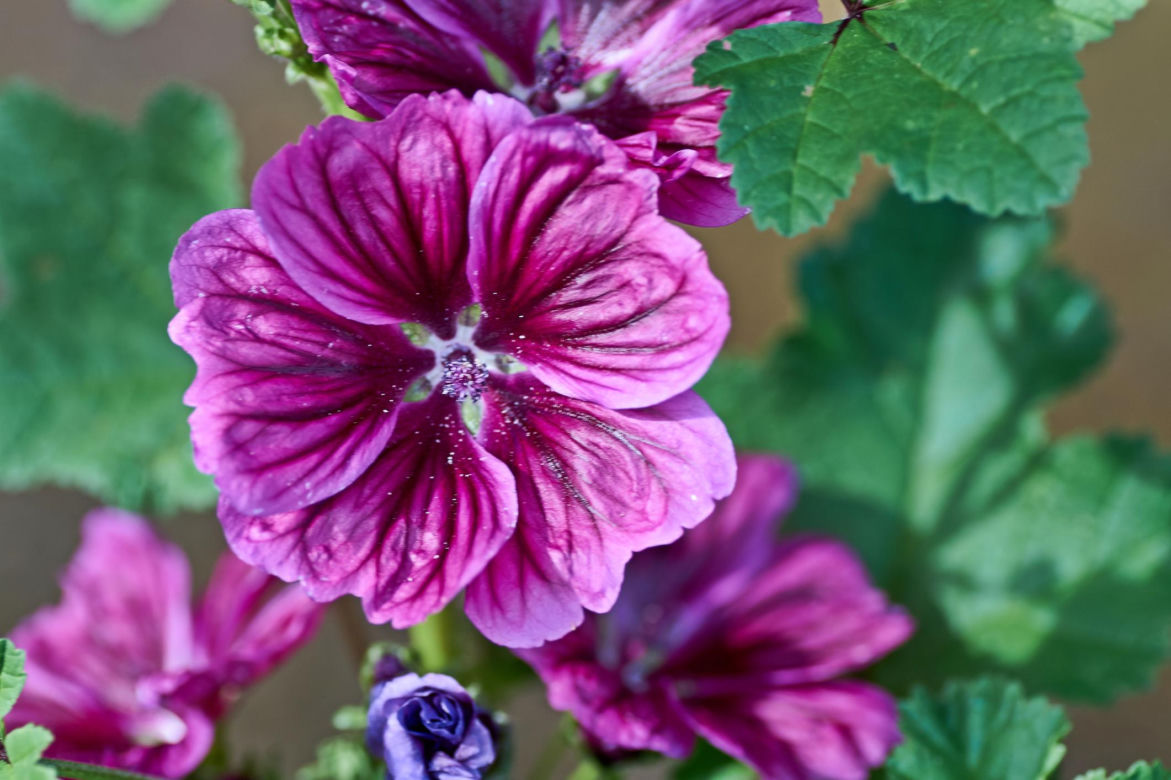 Malwa różowa (Alcea rosea)