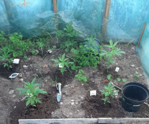 Marihuana i kradzione bmw 