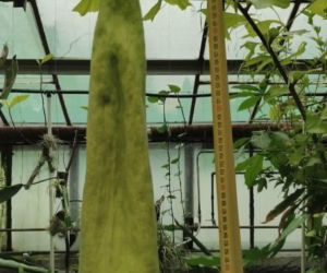 We Wrocławiu zakwita śmierdzący gigant! Tłumy czekają na niezwykły kwiat
