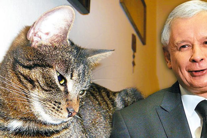 Jarosław Kaczyński z kotem Fioną