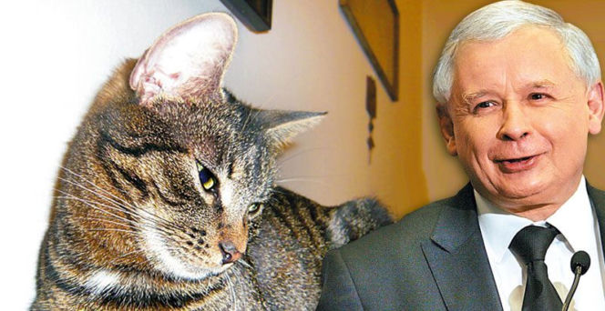 Jarosław Kaczyński z kotem Fioną