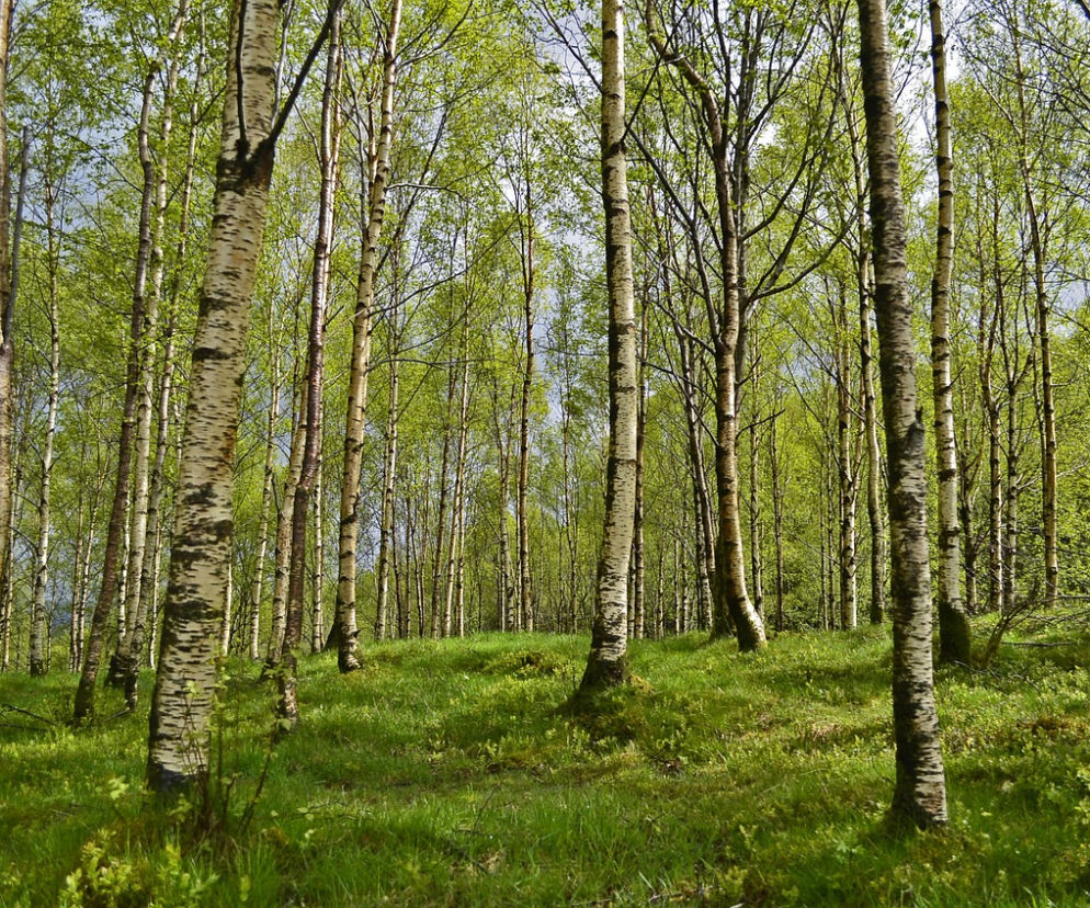 kleszcze