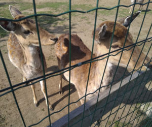 Zoo w miejscowości Chleby