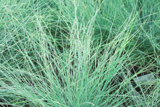 Kostrzewa popielata = K. sina - Festuca glauca