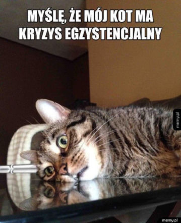 Dzień kota 17.02 - memy i animacje