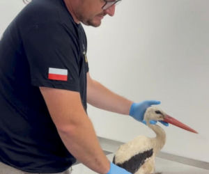Mimo bólu wracał do gniazda. Bocian ratował swoje pisklę za wszelką cenę