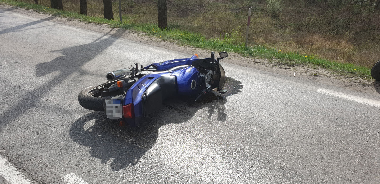 Łoś uderzył w motor przed rondem w Zielonce 