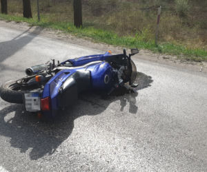 Łoś uderzył w motor przed rondem w Zielonce 