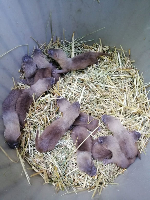 Oto nowi mieszkańcy ZOO w Poznaniu