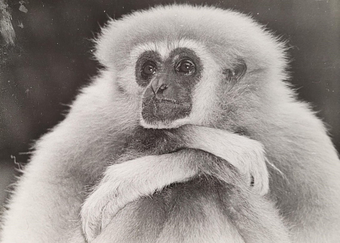 Łódzkie zoo w latach 70.