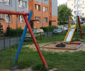 dzik w piaskownicy